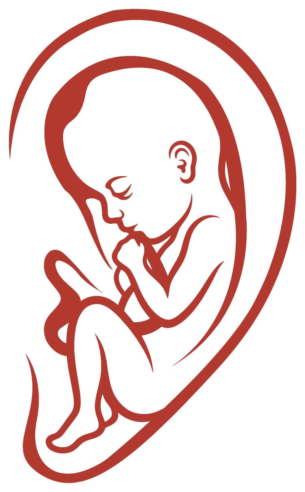 Ilustración de una oreja que contiene la silueta de un bebé en posición fetal, representando la teoría del feto invertido de la auriculoterapia